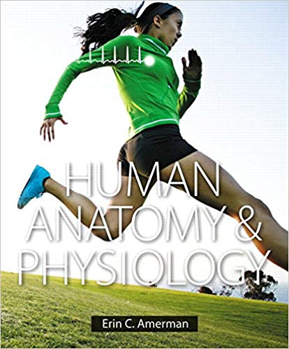 Human Anatomy Physiology 1st Edition By Erin C. Amerman - Test Bank
