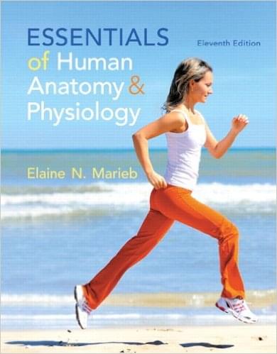 Essentials of Human Anatomy & Physiology -11th Edition by Elaine N. Marieb - test bank
